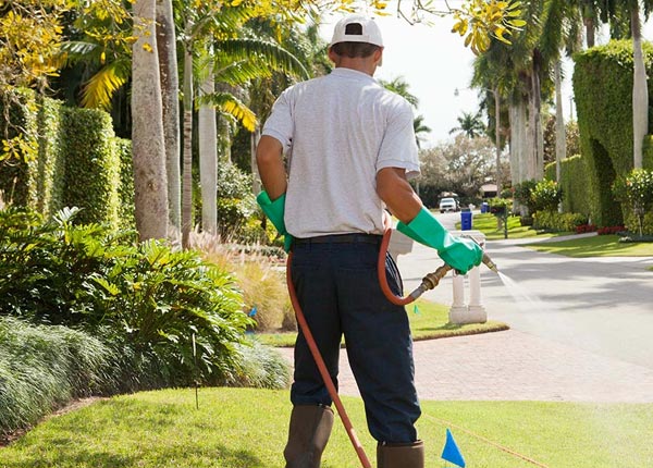 About Ajo AZ Pest Control